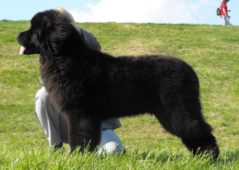 Apollo in show pose at six months