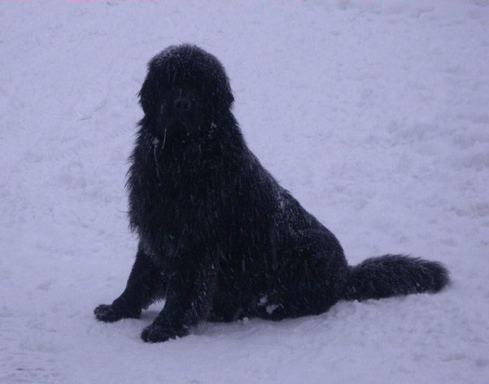 Apollo in the snow