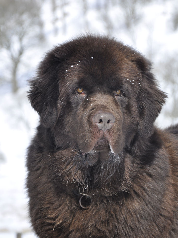 Cloa head shot in the snow