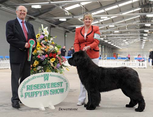 Forest wins Reserve Best Puppy in Show