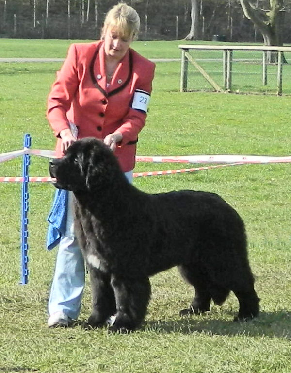Forest as a puppy in the ring with Suzanne