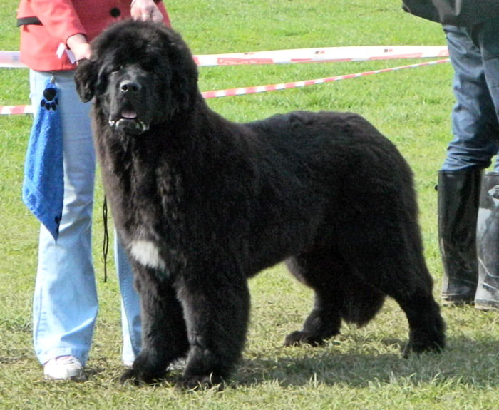 Forest as a puppy in the ring