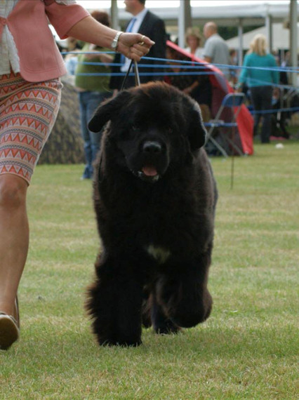 Forest moving in the show ring