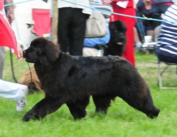 Genie moving in the show ring