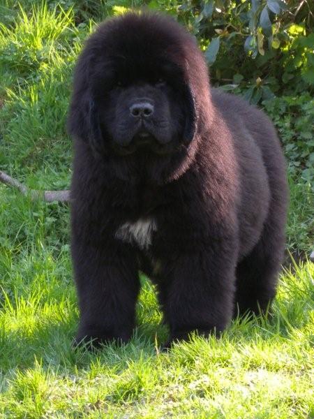 Jasper as a puppy standing