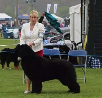 Lucas in the show ring