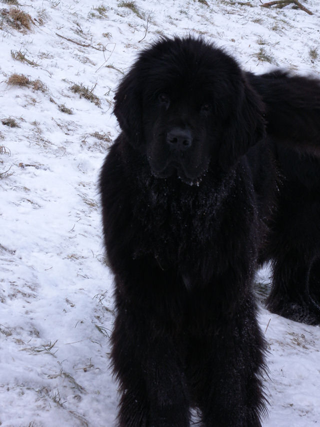 Luna in the snow