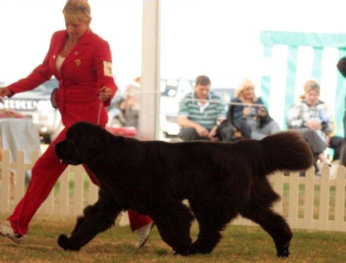 Luna in a Working Group competition