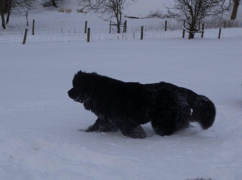 Luna playing in the snow