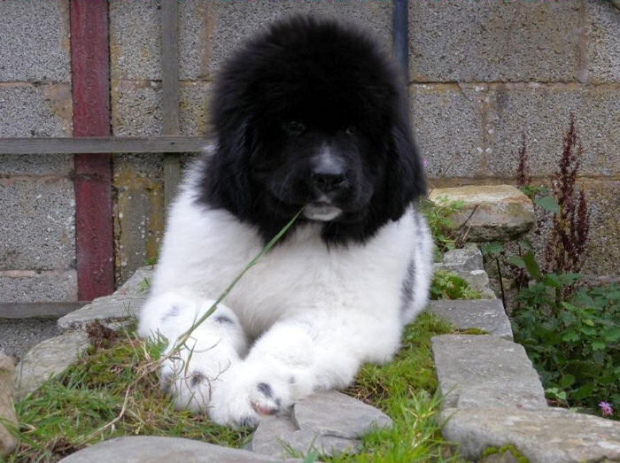 Moet chewing some grass