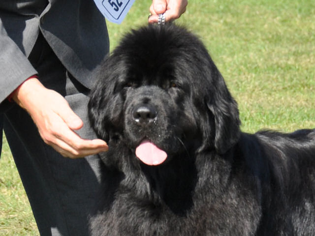 Shelby headshot at Richmond Championship show