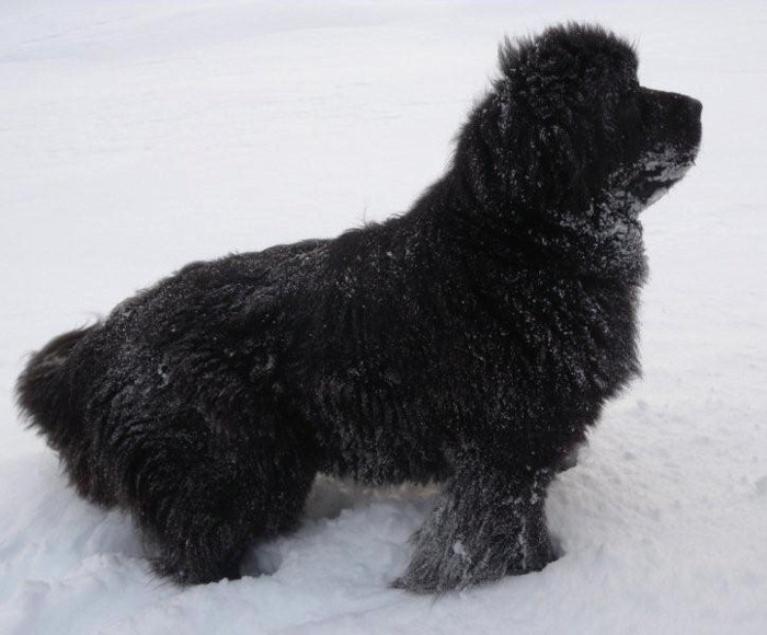 Shelby playing in the snow