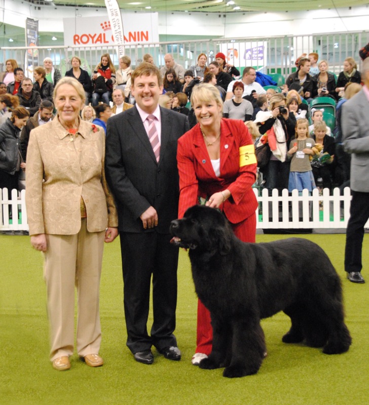 Sandbears Stride'N Style, JW winning his place in the Kennel Gazette Junior Warrant finals