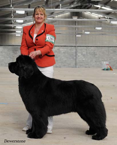 Stride is G3 at Working & Pastoral Breeds Association of Wales - April 2012