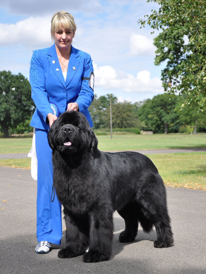 Stride wins Reserve CC and Reserve BiS at Joint Newfoundland Clubs Championshi Show