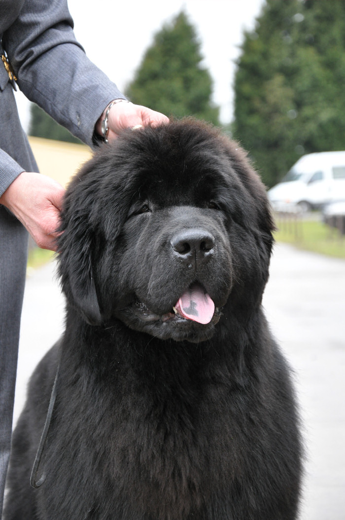 Stride at Newfoundland Club Open show