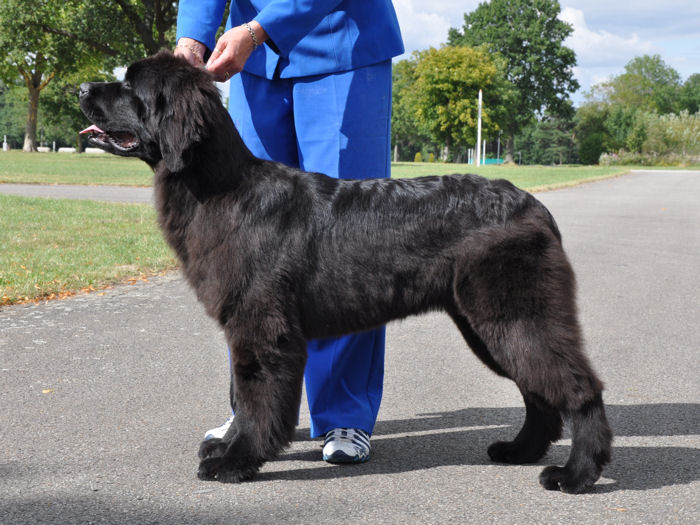 Tmo as a Minor Puppy standing