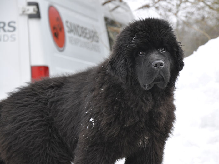 Tyler as a puppy in the snow