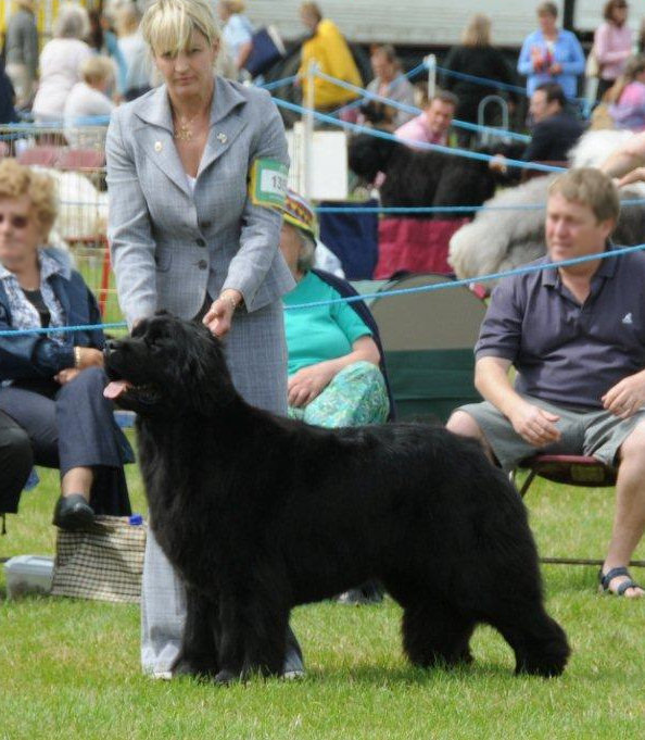 Whoopie standing in the show ring