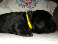 Yellow Boy
