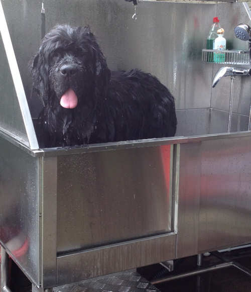 Gracie in the bath