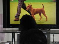 Flo watching Crufts