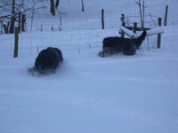 Luna and Shelby playing a chase game in the snow