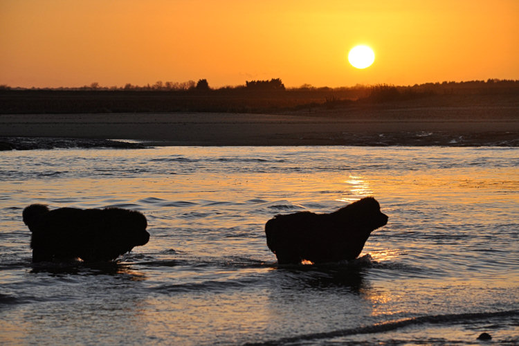 Two Sandbears Newfoundlands coming out of the sea at sunset