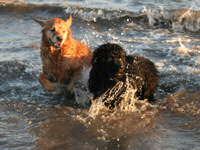 Fun in the waves