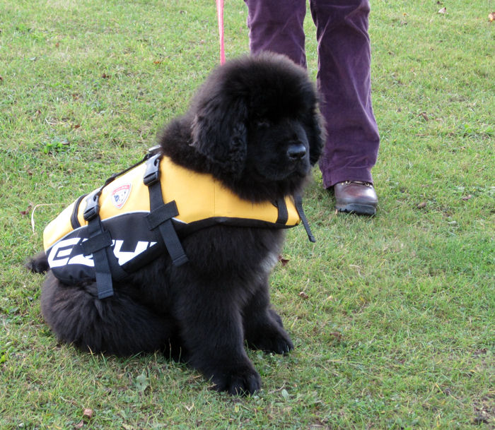 Newfoundland puppy in a buoyancy aid