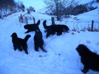 Exploring in the snow