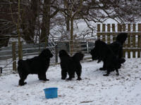 Playing in the snow