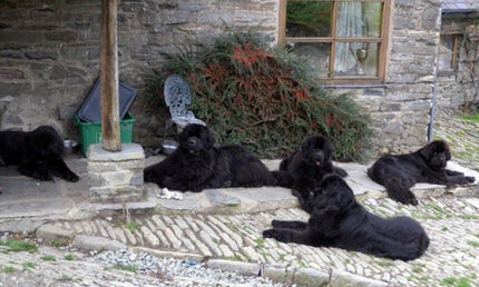 Group of Newfies is the courtyard