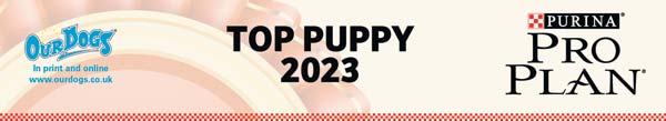 Top Newfoundland Puppy 2023