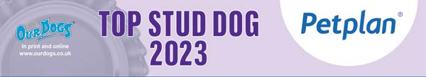 Top Newfoundland Stud Dog 2023