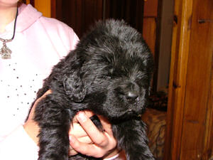 Newfie puppy at three weeks