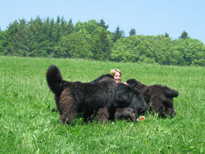 Newfie family with Suzanne