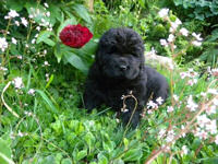 Posing in the flowers