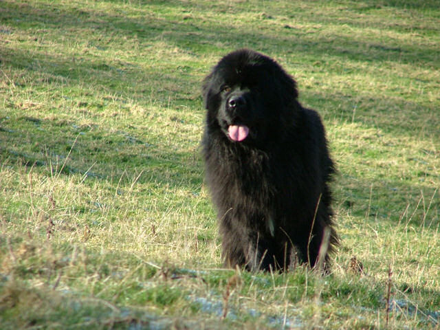 Hemmo in the paddock at Sandbears