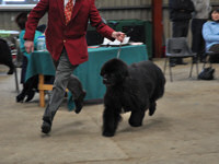 John with Barney at the Newfoundland Club Open Show 2010