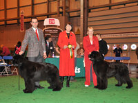 Jo with Sandbears Mack Super Liner for Bownbears at the Newfoundland Club Open Show 2010