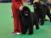 Sandbears Stride N Style at Crufts 2010