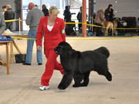 Suzanne moving Stride at the Working and Pastoral Breeds show in Wales