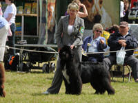 Sandbears Truly Scrumtious in the show ring