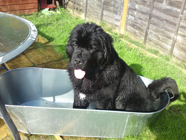 Arlo having a bath outside