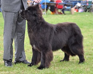 Sandbears Barney Rubble of Elbear in the show ring