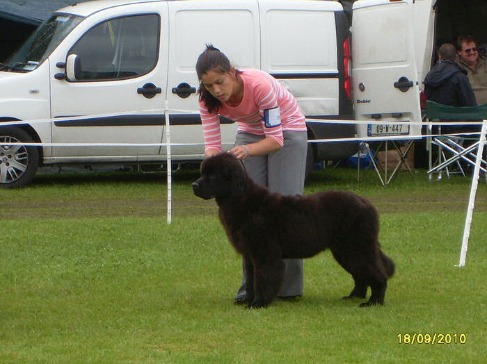 Kerrie in the ring as a puppy