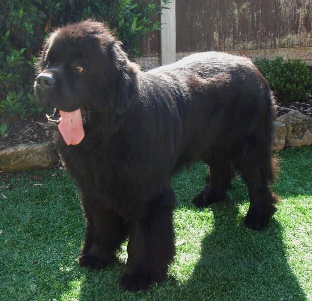 Mack standing in the garden