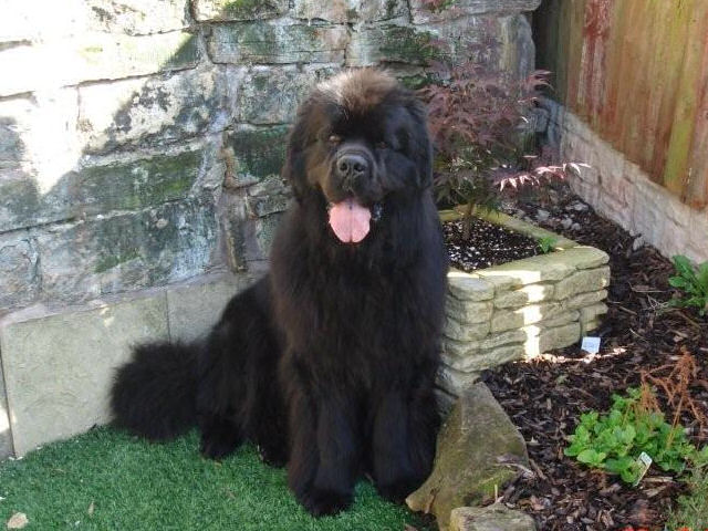 Mack sitting in the garden