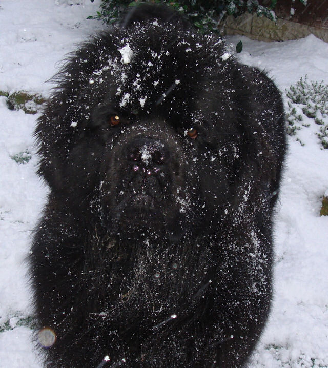 Mack in the snow